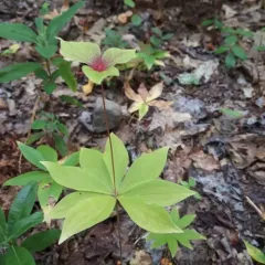 Cucumber Root thumbnail 4