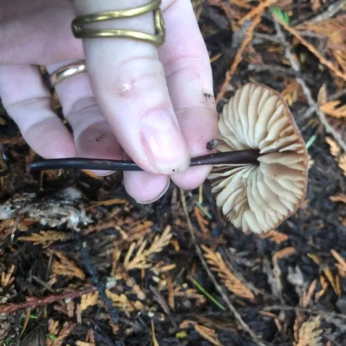 red pinwheel