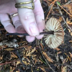 red pinwheel thumbnail 1