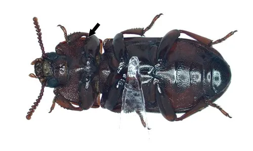 Uloma mentalis