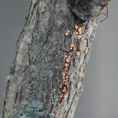Coral Spot thumbnail 3