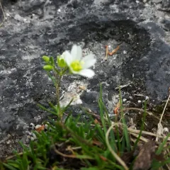 Greenland stitchwort thumbnail 2