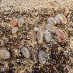 European ascidian thumbnail 2