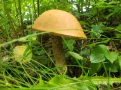 Leccinum boreale thumbnail 3