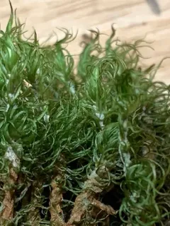 Ontario Dicranum Moss thumbnail 3