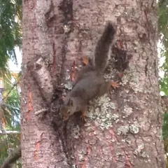 Douglas's Squirrel thumbnail 2