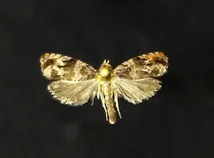Olethreutes rusticanum thumbnail 1