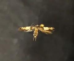 Sweet Clover Root Borer Moth thumbnail 1