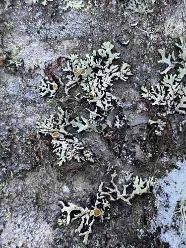 Hypogymnia canadensis