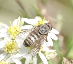Shaved Horse Fly thumbnail 2