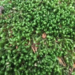 greater whipwort thumbnail 3