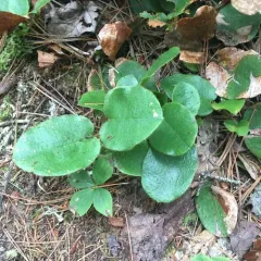 trailing arbutus thumbnail 4