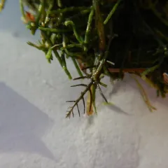 whorled water-milfoil thumbnail 2