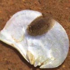 Hairy Spiny Dorid thumbnail 2