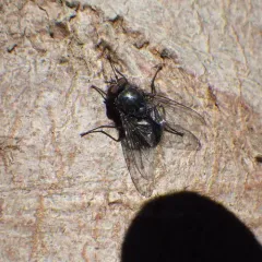 Blue Blowfly thumbnail 2
