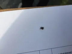 Otiorhynchus carinatopunctatus thumbnail 4