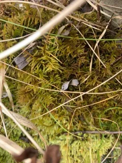 Helodium paludosum thumbnail 1