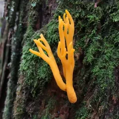 Jelly-antler thumbnail 3