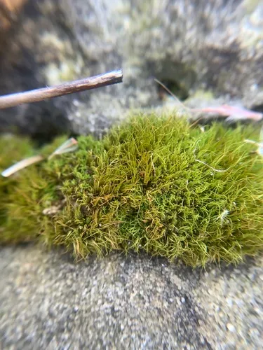 Fragile Twisted Moss