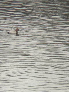 Common Pochard thumbnail 3