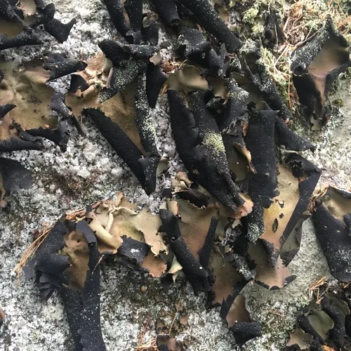 Smooth Rock Tripe