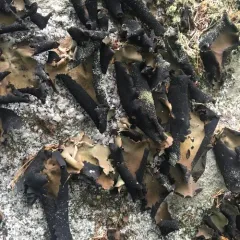 Smooth Rock Tripe thumbnail 1