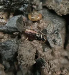 Loricera foveata thumbnail 2