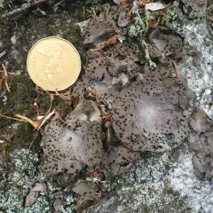 Common Toadskin Lichen thumbnail 3