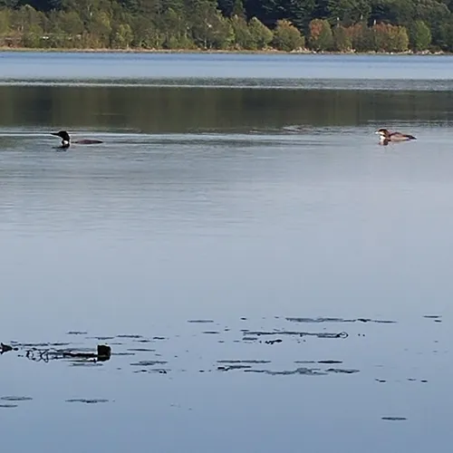 Common Loon