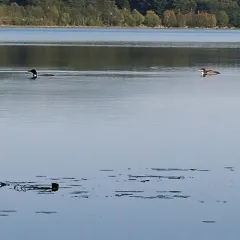 Common Loon thumbnail 1