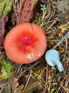Winter Russula thumbnail 2