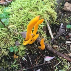 Golden Spindles thumbnail 3