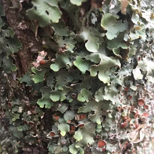 Smooth Lungwort