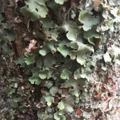 Smooth Lungwort thumbnail 1