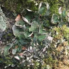 freckled pelt lichen thumbnail 4