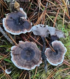 Woolly Tooth thumbnail 3
