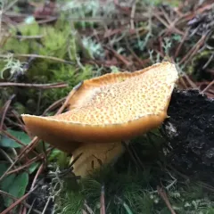 Blue-staining Slippery Jack thumbnail 3