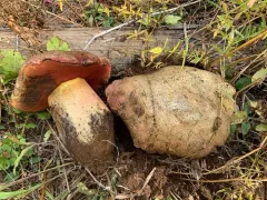 Mountain Satan's Bolete thumbnail 2