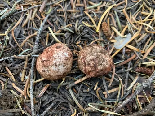 Rhizopogon cinnamomeus