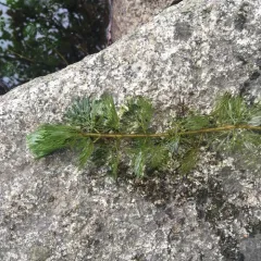 Carolina Fanwort thumbnail 2