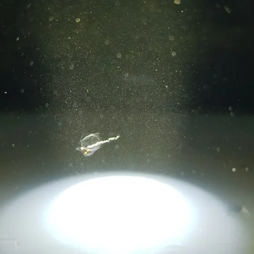 Common Siphonophore