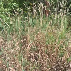 reed canary grass thumbnail 2