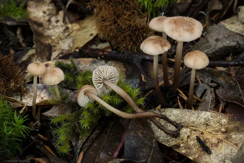 garlic mushroom
