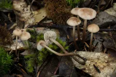 garlic mushroom thumbnail 1