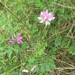 purple crownvetch thumbnail 3