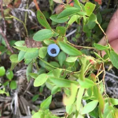 lowbush blueberry thumbnail 4