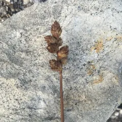 clustered sedge thumbnail 3