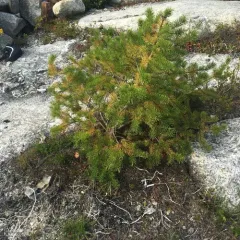 Jack pine thumbnail 3