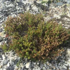 pine barren goldenheather thumbnail 2