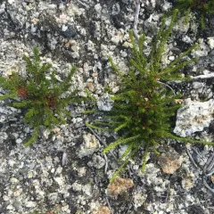 broom crowberry thumbnail 3